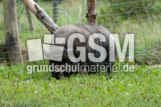 Hängebauchschwein (14 von 37).jpg